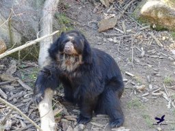 Tiergarten Schönbrunn am 05.03.2026